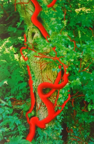Ivy Red 1  |  53x42cm  |  2004